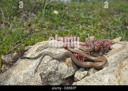 Collared Dwarf Racer, Red Whip Snake (Platyceps collaris, Coluber ...