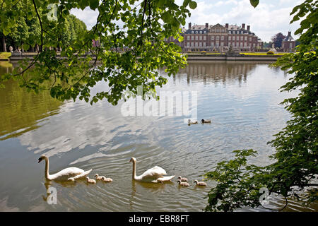 mute swan (Cygnus olor), palacegarden with swan family, castle Nordkirchen, Germany, North Rhine-Westphalia, Nordkirchen Stock Photo