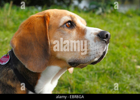 Beagle (Canis lupus f. familiaris), six year old male, portrait Stock Photo