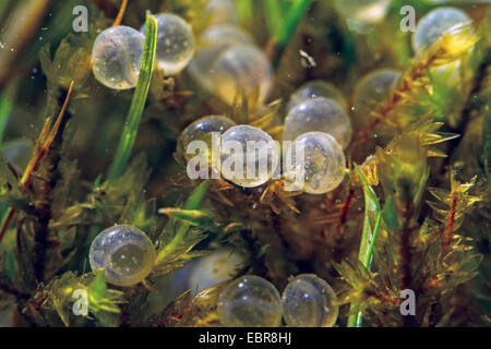 pike, northern pike (Esox lucius), spawn with visible eyes on substrate, Germany Stock Photo