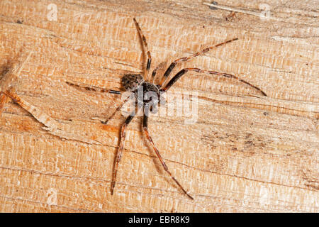 Crevice spider, Walnut Orb-Weaver Spider, walnut orb weaver spider, Walnut Orb Weaver (Araneus umbraticus, Nuctenea umbratica), male, Germany Stock Photo