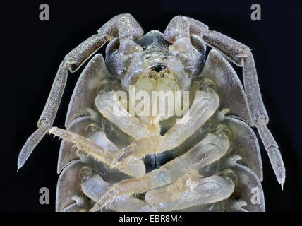 common rough woodlouse, garden woodlouse, slater, scabby sow bug (Porcellio scaber), macro shot of the cephalothorax, female Stock Photo