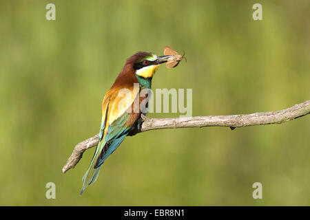 European bee eater (Merops apiaster), sitting on a branch with a caught butterfly in teh beak, Austria, Neusiedler See National Park Stock Photo