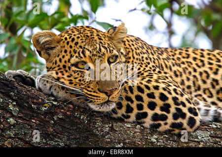 leopard (Panthera pardus), lying relaxed on a thick branch, Kenya, Masai Mara National Park Stock Photo