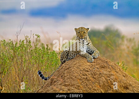 leopard (Panthera pardus), lying on a termite hill and watching the surrounding, Kenya, Masai Mara National Park Stock Photo