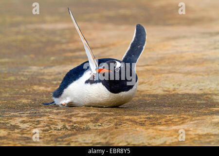 gentoo penguin (Pygoscelis papua), lying on the beach and flapping wings, Antarctica, Falkland Islands, Sounders Island Stock Photo