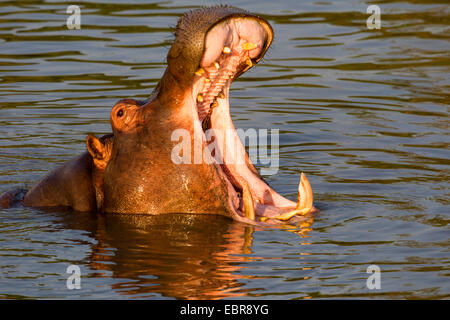 hippopotamus, hippo, Common hippopotamus (Hippopotamus amphibius), ripping the mouth, Kenya, Masai Mara National Park Stock Photo