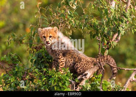 cheetah (Acinonyx jubatus), young animal sitting on a tree, Kenya, Masai Mara National Park Stock Photo