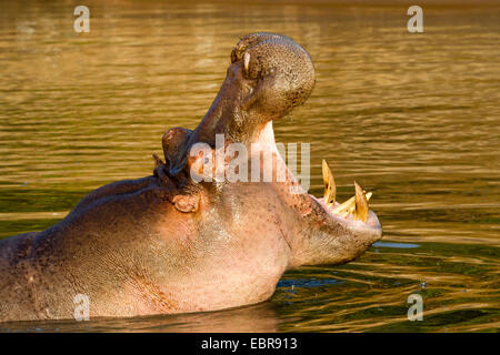 hippopotamus, hippo, Common hippopotamus (Hippopotamus amphibius), ripping the mouth, Kenya, Masai Mara National Park Stock Photo