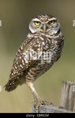 burrowing owl (Athene cunicularia), on a wooden post, USA, Florida, Everglades National Park Stock Photo