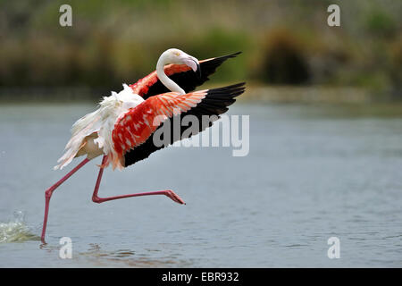 Greater flamingo, American flamingo, Caribbean Flamingo (Phoenicopterus ruber ruber), starting for flying off, USA, Florida, Everglades National Park Stock Photo