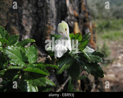 White Hedge-nettle, Great Hedge-nettle (Prasium majus), blooming, Greece, Peloponnese Stock Photo