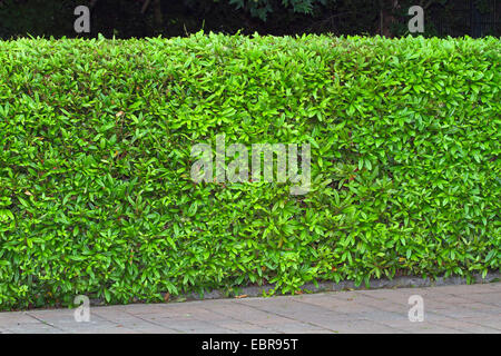 Wintergreen Barberry (Berberis julianae), hedge for fencing of private grounds, Germany Stock Photo