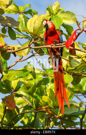 scarlet macaw (Ara macao), sitting on a tree, Costa Rica Stock Photo