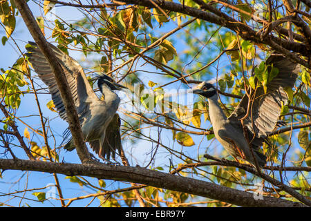 Yellow-crowned night heron, Crowned Night Heron (Nycticorax violaceus, Nyctanassa violacea), fighting on a branch, Costa Rica Stock Photo