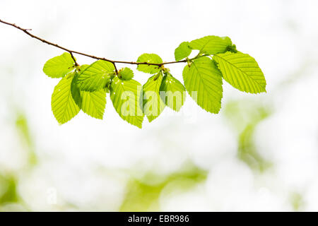 common hornbeam, European hornbeam (Carpinus betulus), twig with young leaves in spring, Germany, Baden-Wuerttemberg Stock Photo