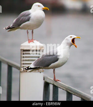 herring gull (Larus argentatus), two gulls sitting on a railing, Germany, Mecklenburg-Western Pomerania, Waren Stock Photo