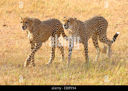 cheetah (Acinonyx jubatus), young cheetahs walking together in the savannah, Kenya, Masai Mara National Park Stock Photo