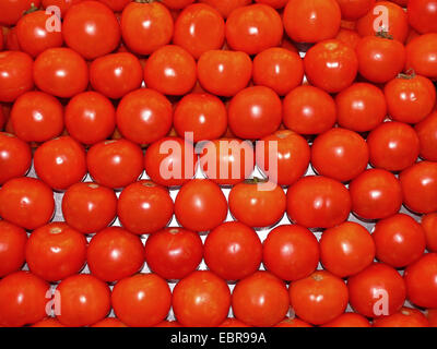 garden tomato (Solanum lycopersicum, Lycopersicon esculentum), tomatos in a box on the market Stock Photo