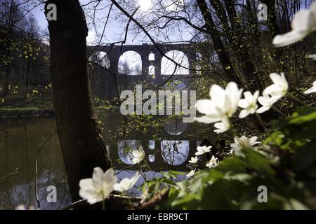 wood anemone (Anemone nemorosa), on forest ground with the Elster Viaduct in the background reflecting in the Weisse Elster, Germany, Saxony, Vogtland Stock Photo