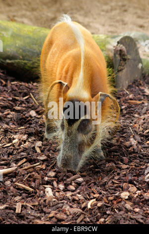 African bush pig, red river hog (Potamochoerus porcus), standing in outdoor enclosure Stock Photo