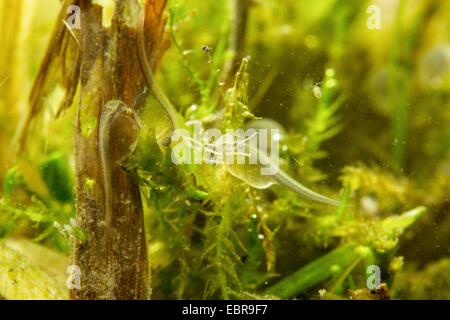 pike, northern pike (Esox lucius), larvae in a flooded meadow, Germany Stock Photo