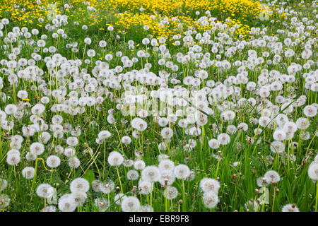 common dandelion (Taraxacum officinale), dandelion meadow with buttercups, Germany Stock Photo
