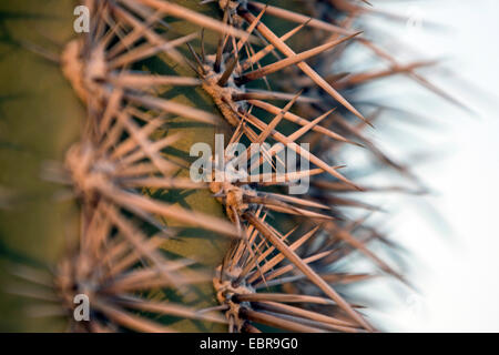 saguaro cactus (Carnegiea gigantea, Cereus giganteus), spines, USA, Arizona