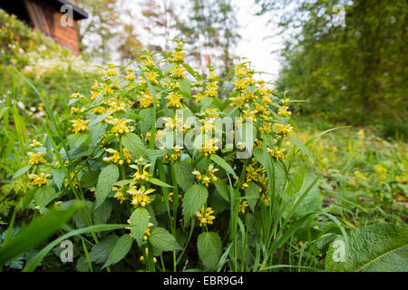 yellow dead-nettle (Lamium galeobdolon), in a meadow at forest edge, Germany, Baden-Wuerttemberg Stock Photo