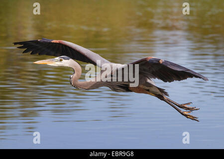 great blue heron (Ardea herodias), flying over water, USA, Arizona Stock Photo