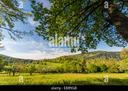 landscape with fruit tree meadow in spring, Germany, Baden-Wuerttemberg, Landschaftsschutzgebiet Breitenstein, Naturpark Neckartal-Odenwald Stock Photo