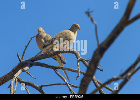 mourning dove (Zenaida macroura), couple sitting on a tree, USA, Arizona Stock Photo