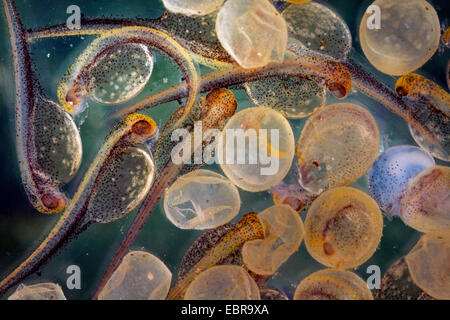 pike, northern pike (Esox lucius), hatched larvae and eggshells, Germany Stock Photo