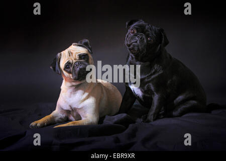 Pug (Canis lupus f. familiaris), black pug and fawn pug together on a black blanket and keeping their heads tilted Stock Photo