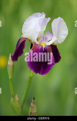 Garden iris, German iris, Bearded iris, Fleur-de-lis (Iris germanica), flower Stock Photo