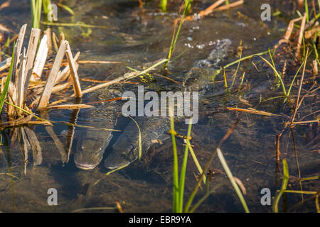 pike, northern pike (Esox lucius), spawning, in a flooded meadow, Germany, Bavaria, Isental Stock Photo