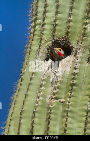 Gildet Flicker (Colaptes chrysoides), male looking out the nesting hole in a saguaro, USA, Arizona Stock Photo