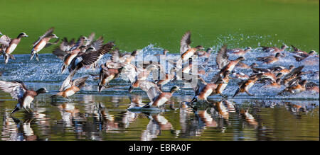 American wigeon (Anas americana), flock landing on water, USA, Arizona Stock Photo
