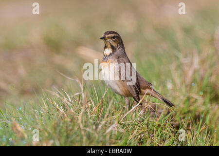 bluethroat (Luscinia svecica cyanecula), female sitting on grass wet with dew, Germany, Bavaria Stock Photo