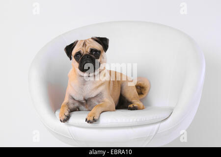 Pug (Canis lupus f. familiaris), lying on a white leather armchair Stock Photo