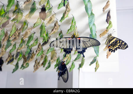 Great Mormon (Papilio memnon), in a butterfly farm, with pupas in the background Stock Photo