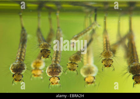 mosquitoes, gnats (Culicidae), larvae hang under the water surface Stock Photo