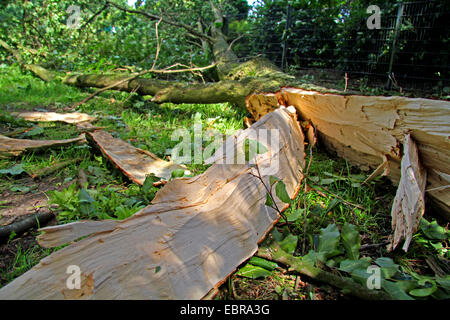 broken trunk after storm front Ela at 2014-06-09, Germany, North Rhine-Westphalia, Ruhr Area, Essen Stock Photo