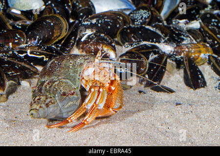 large hermit crab, common hermit crab, soldier crab, Bernhard's hermit crab (Pagurus bernhardus, Eupagurus bernhardus), in a snail shell Stock Photo