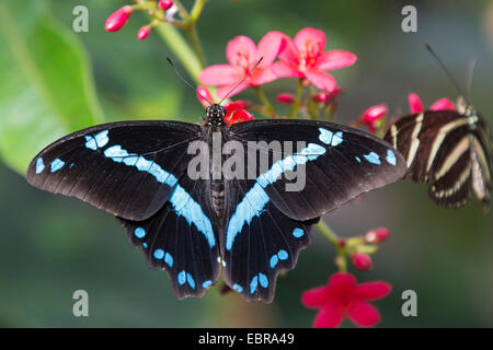 Narrow Green Banded Swallowtail (Papilio nireus), sitting on a plant, Zebra Longwing in the background Stock Photo