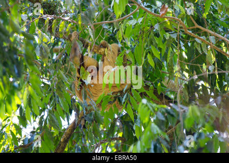 Linnaeus' two-toed sloth (Choloepus didactylus), hanging at a branch in a tree crown, Costa Rica Stock Photo