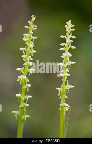 Northern Green Orchid, Green-flowered Bog Orchid (Platanthera hyperborea), blloming, USA, Alaska, Tongass National Forest Stock Photo