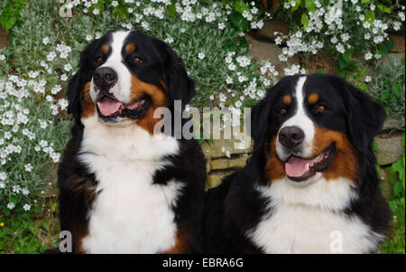 Bernese Mountain Dog (Canis lupus f. familiaris), two Bernese Mountain Dogs sitting in front of a wall Stock Photo