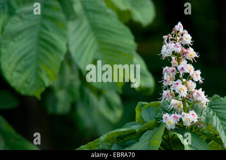 common horse chestnut (Aesculus hippocastanum), inflorescence Stock Photo