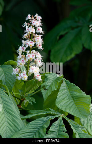 common horse chestnut (Aesculus hippocastanum), inflorescence Stock Photo